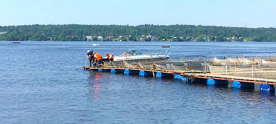 Средства на экомониторинг рыбоводческих хозяйств будут предусмотрены со следующего года в Карелии