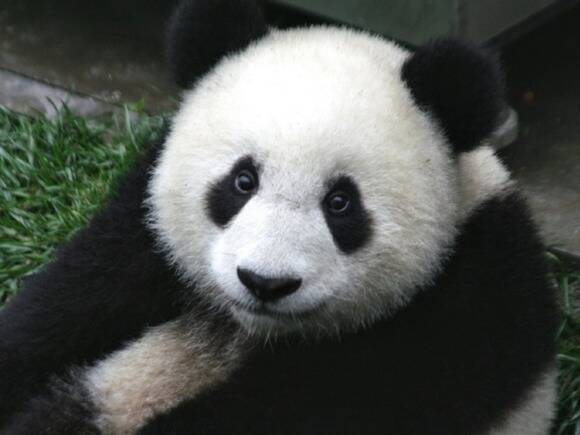 Гибкость, пластика и неуклюжесть: в Московском зоопарке сняли на видео пришедшую в восторг от снега панду Диндин