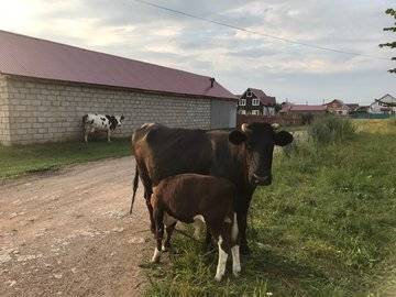 Редкий случай: В Башкирии корова принесла тройню