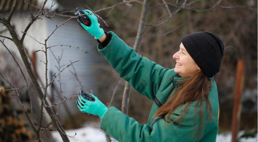 Зимняя и весенняя обрезка плодовых деревьев: советы опытных садовников и подробное видео обрезки
