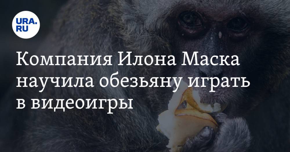 Компания Илона Маска научила обезьяну играть в видеоигры