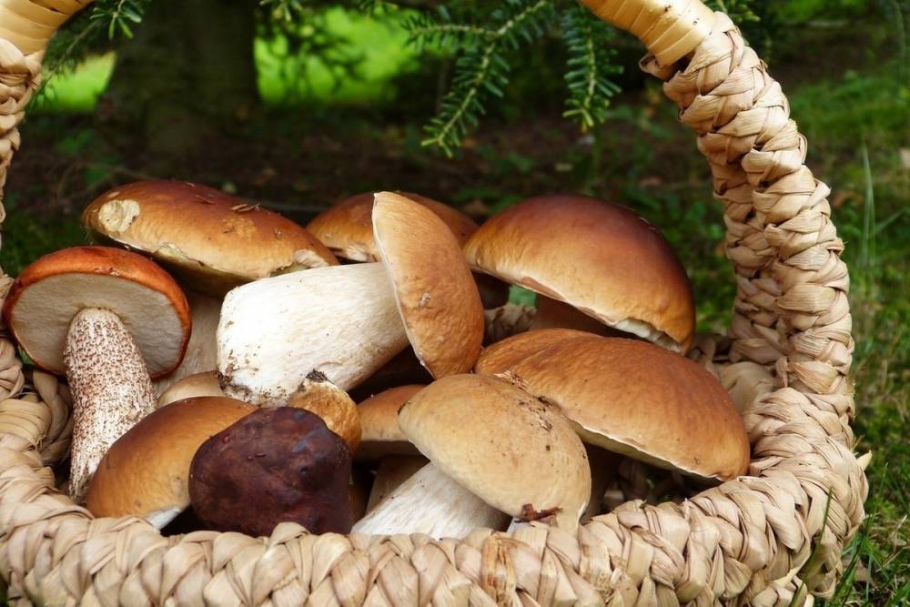 Ученые развеяли миф о грибах
