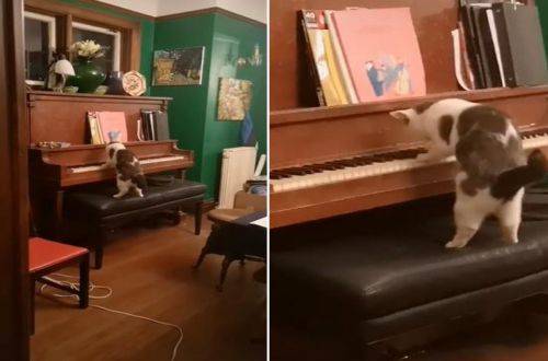 Женщина потеряла дар речи, увидев, как ее кот играет на пианино