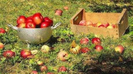 Инвалид вместе с многодетным отцом воровали яблоки в Спасском районе