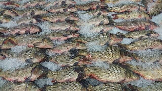 В Касимовском районе торговали рыбой без документов