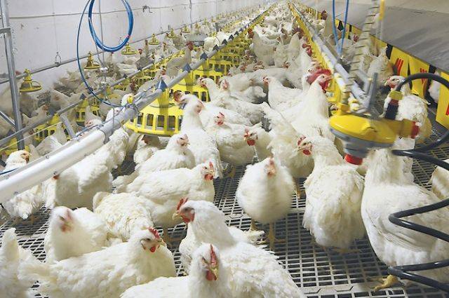 В Японии уничтожат еще около 350 тысяч кур из-за вспышки птичьего гриппа