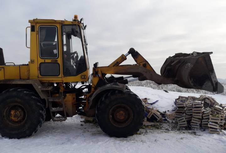 В Петербурге уничтожили более тонны санкционных польских груш
