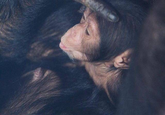 В харьковском зоопарке родились два малыша-шимпанзе