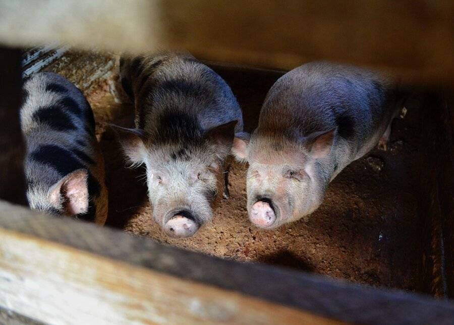 Ученые обнаружили у свиней экстраординарные умственные способности