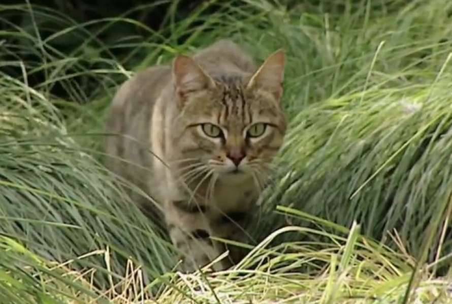 На Хмельнитчине стали чаще встречать агрессивных краснокнижных котов