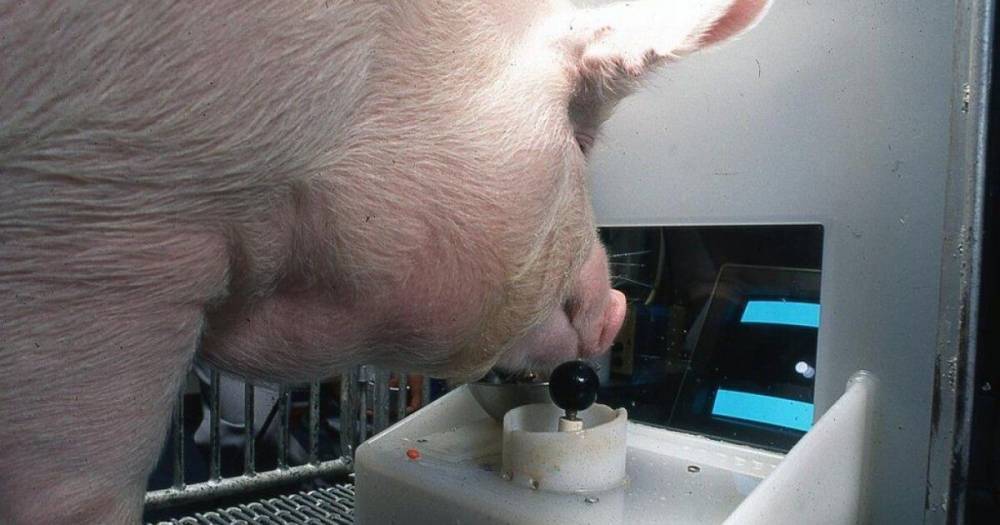 Ученые обнаружили способность у свинок играть в видеоигры при помощи пятака (фото)