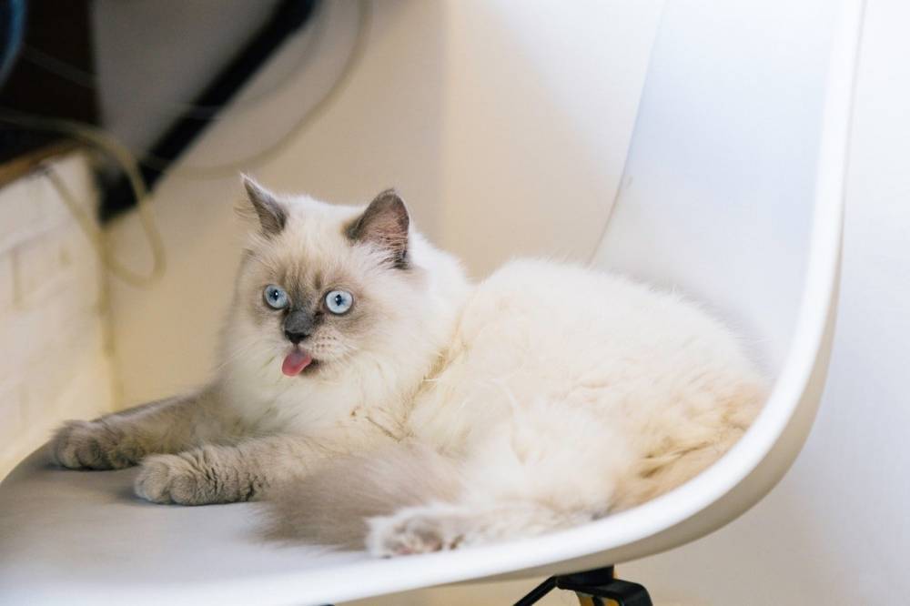 Жизнь кошки после стерилизации: что нужно изменить?