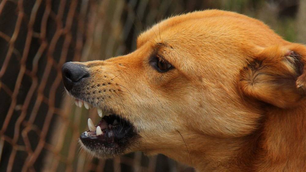 Дело о гибели людей при нападении бродячих собак впервые передали в российский суд