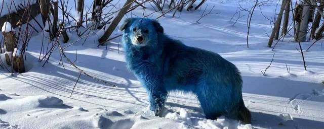 В Нижегородской области намерены отловить синих собак