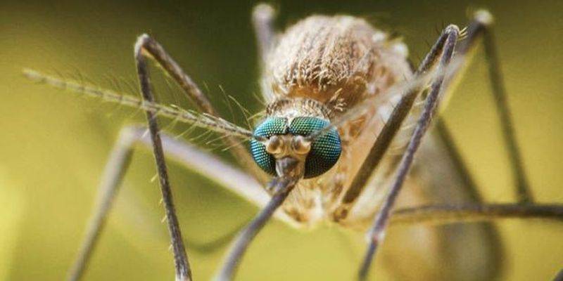 Министр экологии сообщил об угрозе малярии в Украине - ТЕЛЕГРАФ