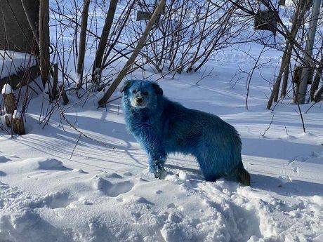 Жителей России шокировало нашествие синих собак (ФОТО)