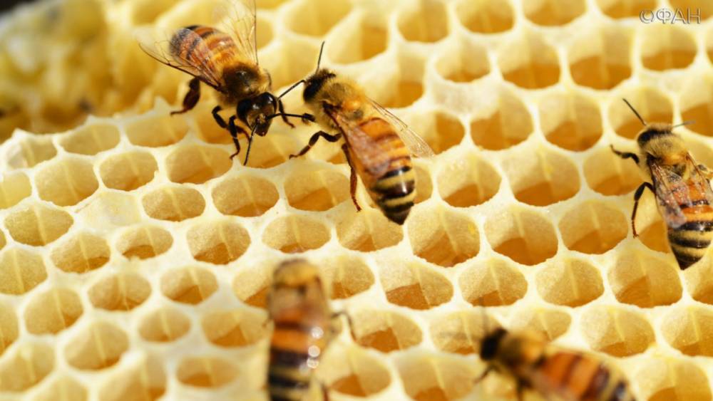 Курянин-пасечник требует за гибель 58 пчелосемей 182 тысячи рублей