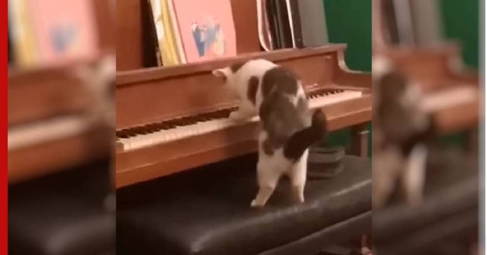 Кошка удивила пользователей соцсетей игрой на пианино: видео