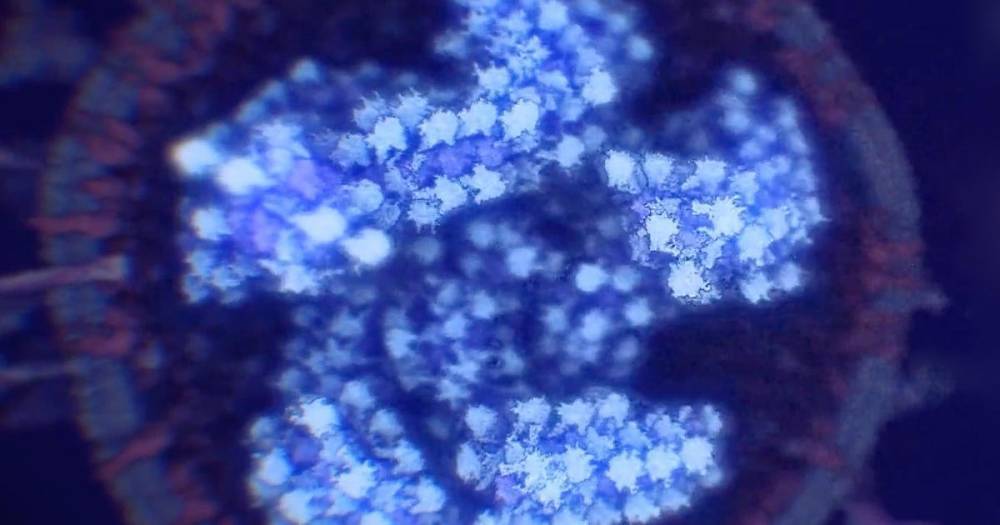 Математик вычислил объем коронавируса в мире