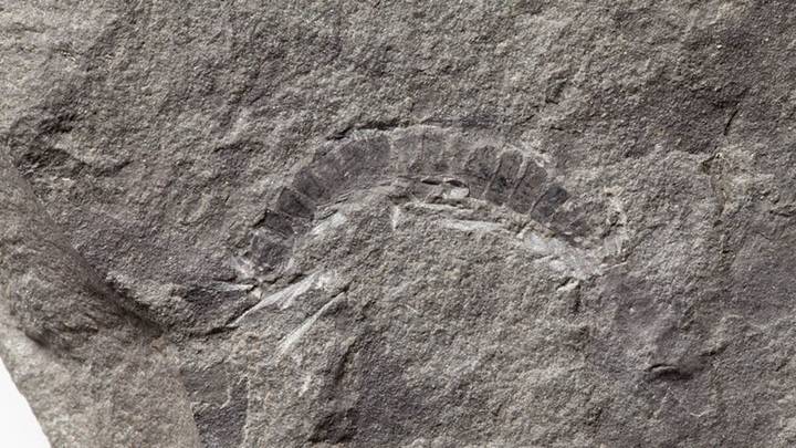 Аргентинские палеонтологи совершили открытие