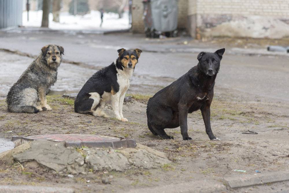 "Бедные, лежат в судорогах плачут": в Лисичанске отравили бродячих собак, но вышло не очень гладко