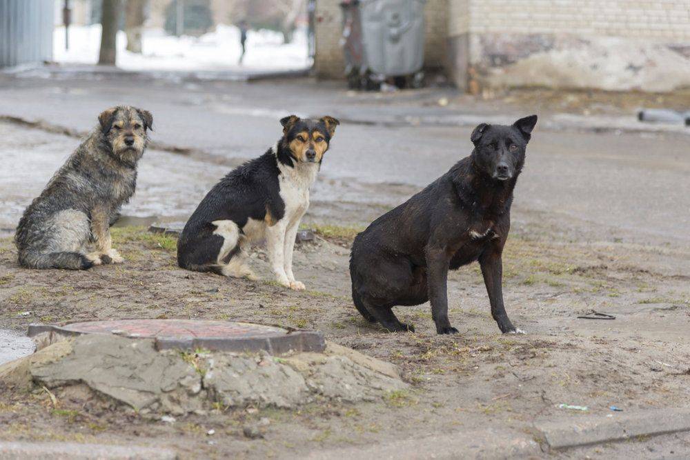 “Бедные, лежат в судорогах плачут”: в Лисичанске отравили бродячих собак, но вышло не очень гладко