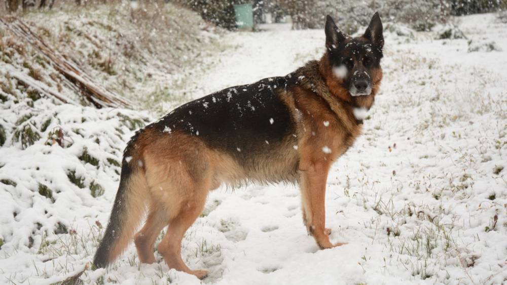 Кинологи рассказали о правилах ухода за собакой зимой