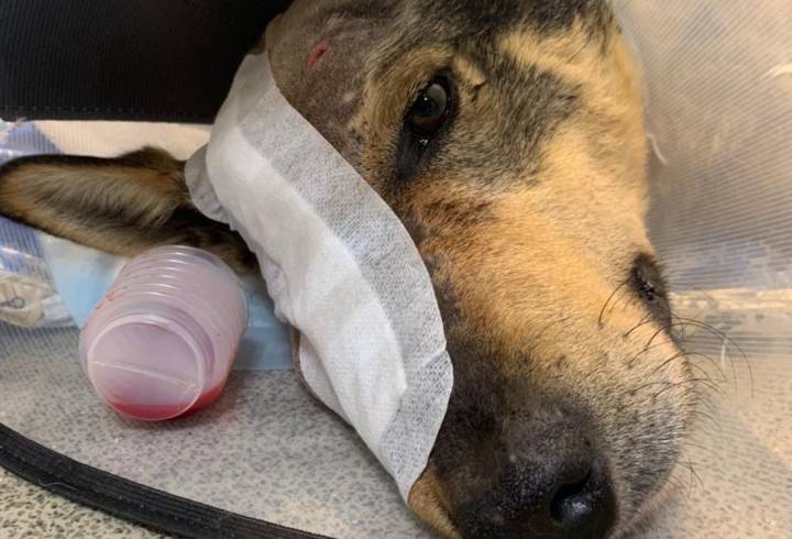 Волонтёры рассказали о состоянии пса, которому пробили голову топором в Ленобласти