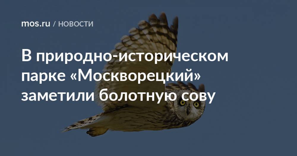 В природно-историческом парке «Москворецкий» заметили болотную сову