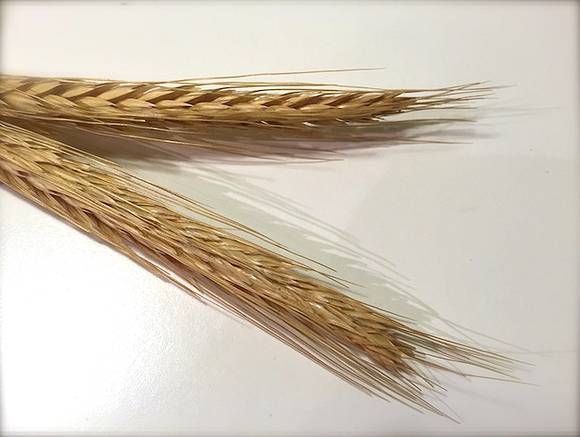 РФ из-за роста цен на хлеб вводит квоту на экспорт зерна и пошлину на пшеницу