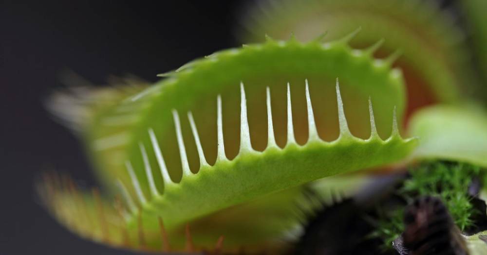 Ученые обнаружили необычное свойство хищной мухоловки