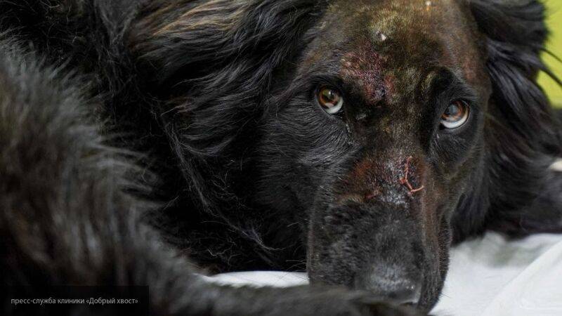 "Миша, живи!": в Челябинске спасают собаку, которую расстреливали много дней