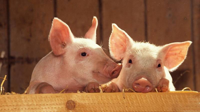 В Коми выявлен очаг африканской чумы свиней