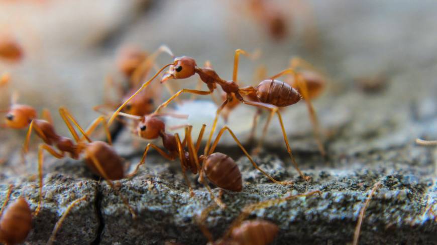 Новый вид «муравьев-камикадзе» обнаружили на острове Борнео