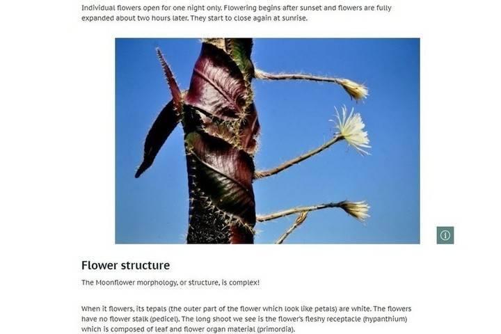 Ботаники замерли в ожидании цветения редчайшего водяного кактуса из бразильской сельвы
