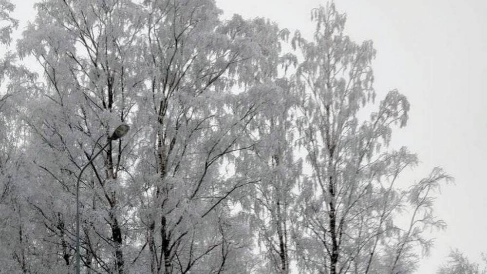 Сильный снег ожидается в Петербурге 23 февраля