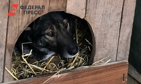 В Красноярске удалось спасти один из самых больших приютов для собак