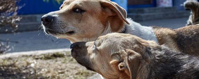 Астраханец присвоил 2,2 млн рублей, выделенных на стерилизацию собак