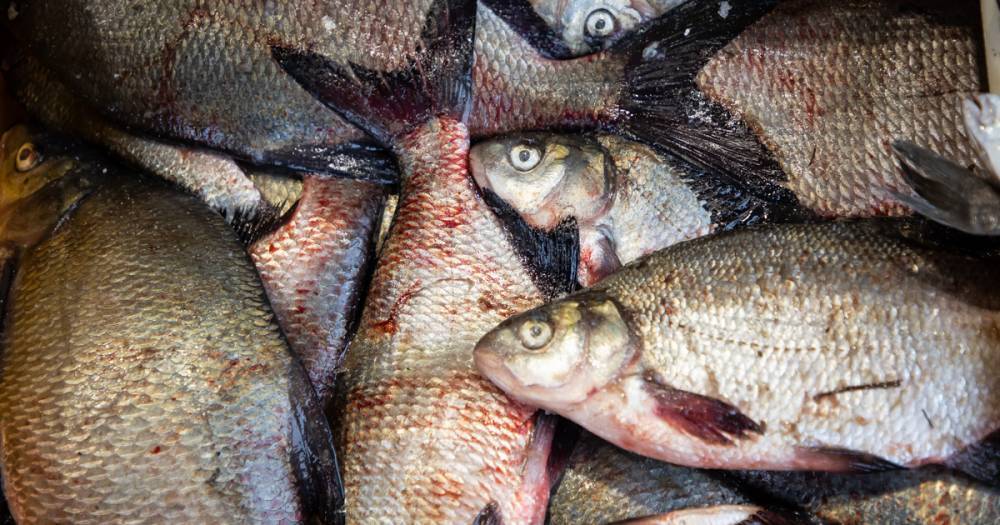 В Зеленоградске пойдёт под суд браконьер, выловивший рыбы почти на 3 млн рублей