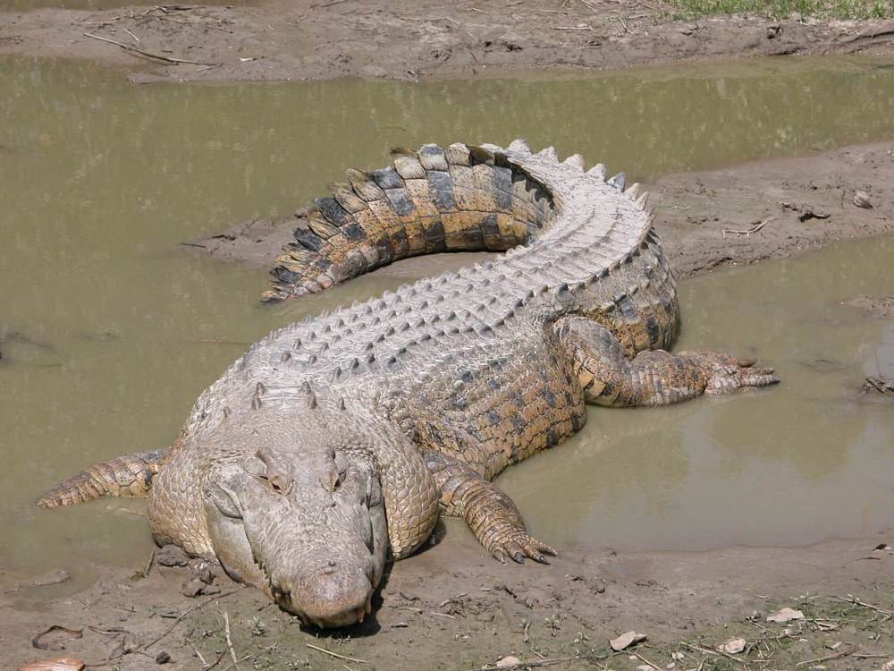 В Австралии мужчина прятался от полиции в болоте с крокодилами и мира