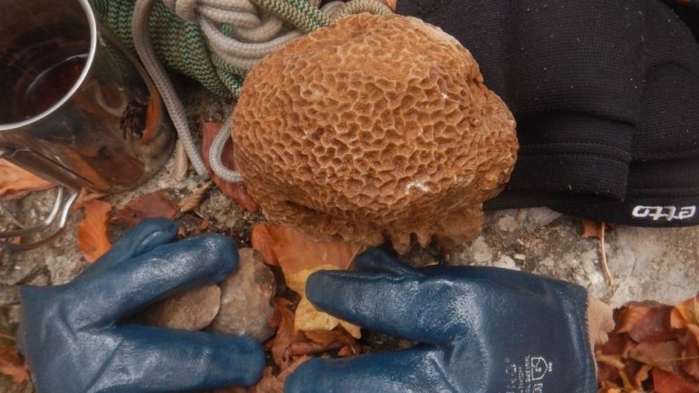 Обнаружен способ выживания кораллов на большой глубине