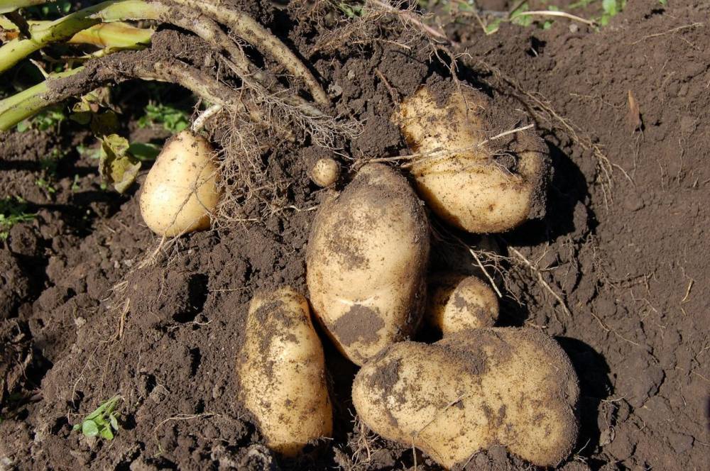 Минсельхоз заявил о снижении цен на картофель после сбора нового урожая