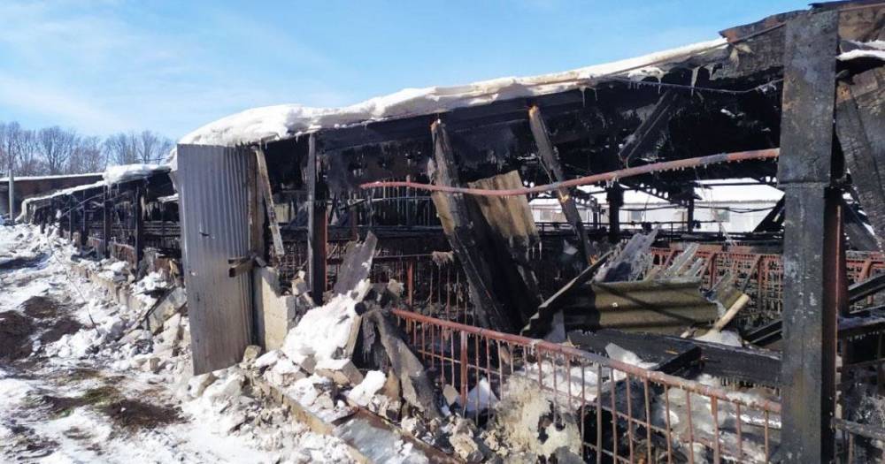 Во время пожара на ферме в Черниговской области заживо сгорели сотни свиней