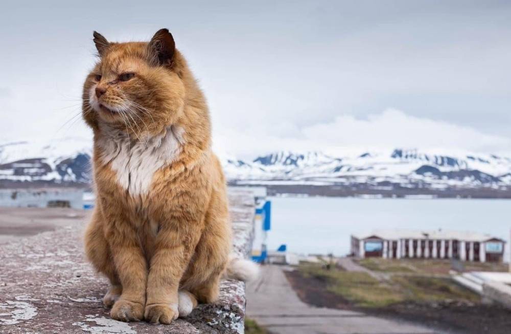 Умер знаменитый кот-нелегал со Шпицбергена: почему он был вне закона