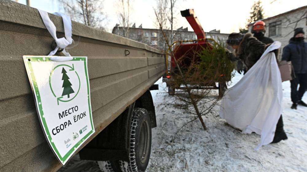 Жители Подмосковья сдали в переработку более 50 тысяч новогодних елок