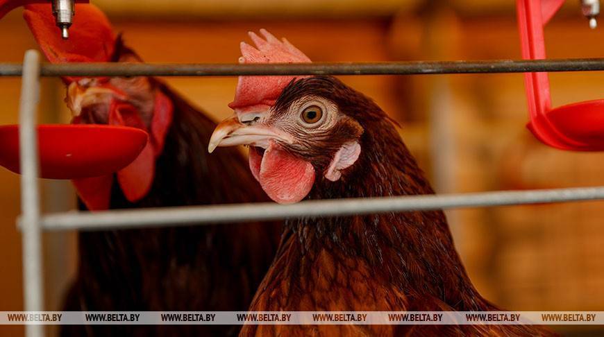 Беларусь ограничивает ввоз птицы из регионов Чехии, Финляндии и Германии из-за птичьего гриппа