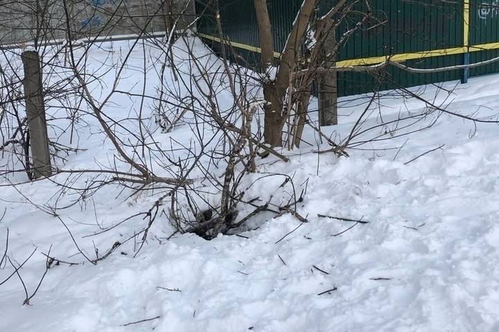 Собака погибла, провалившись в яму в Тверской области