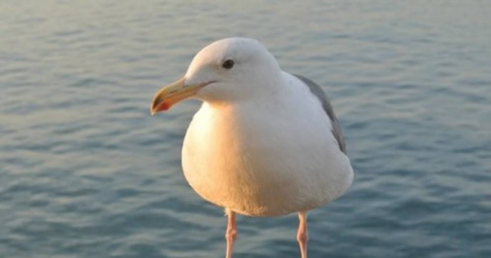 В Бахрейне чайки перешли на фастфуд и перестали летать из-за лишнего веса