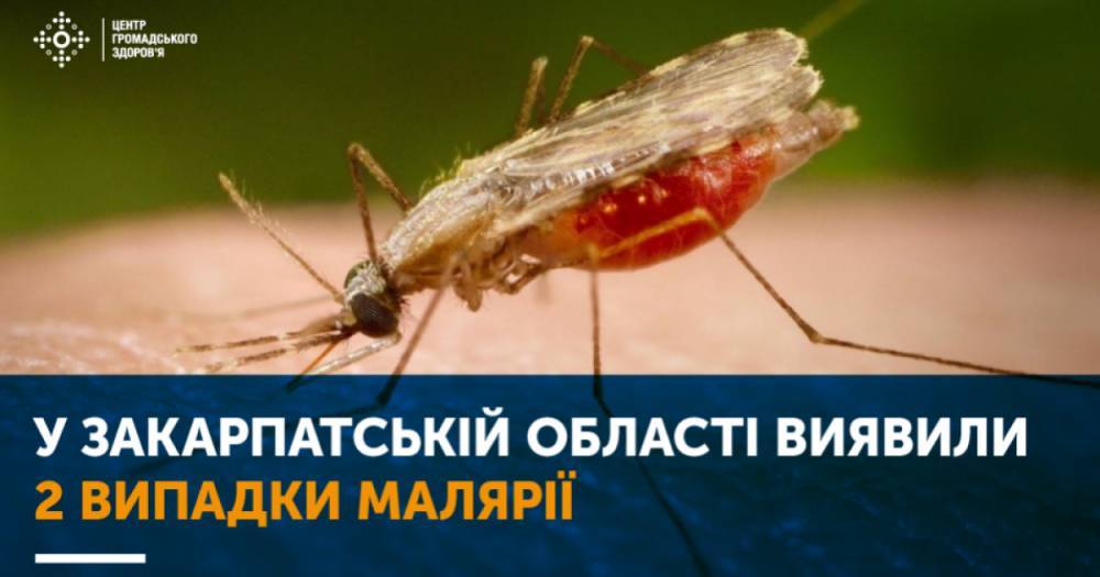На Закарпатье обнаружили двух больных малярией
