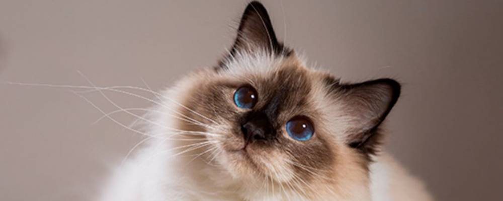 В сети стало вирусным видео с “гавкающей” кошкой